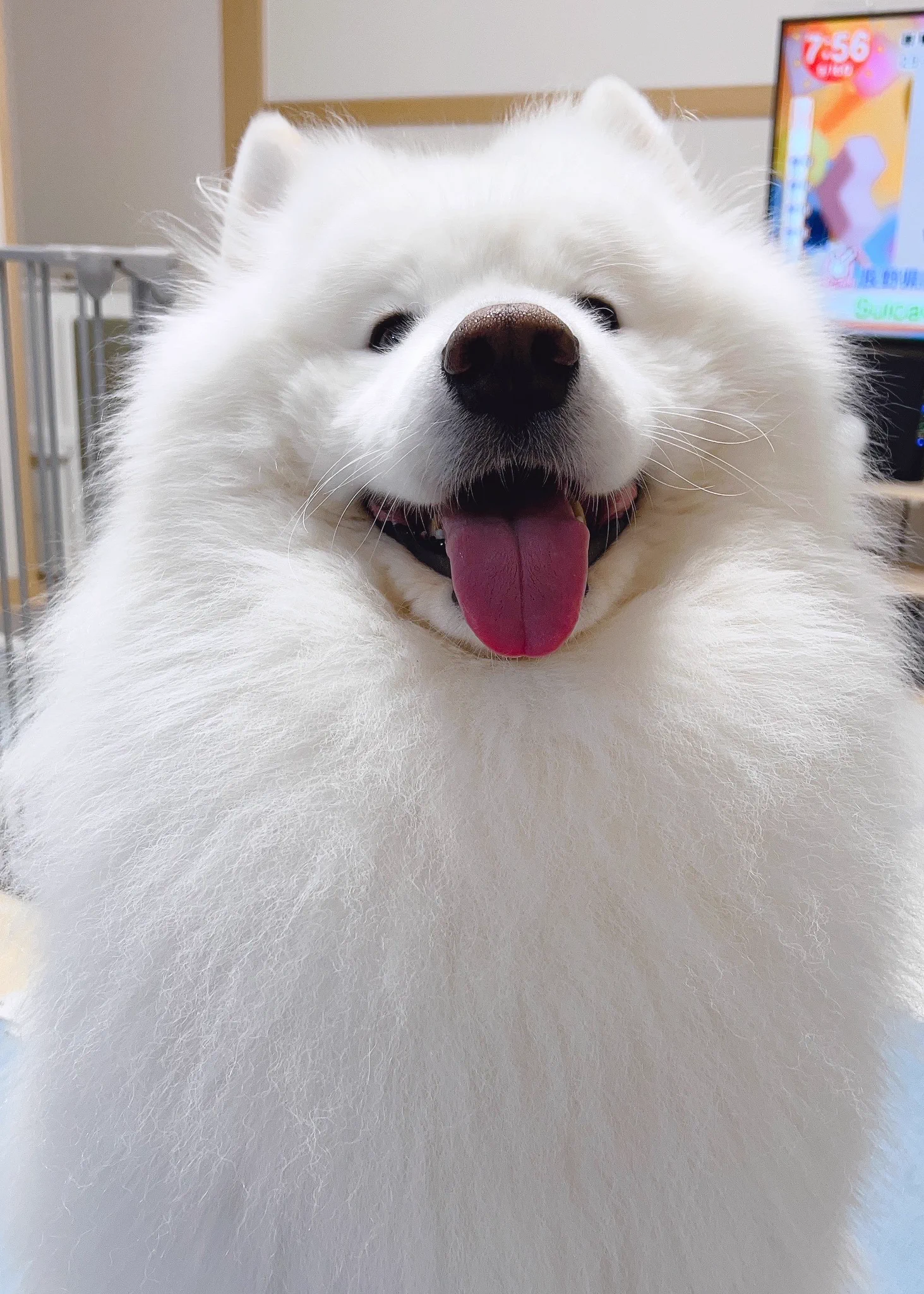 ダッツファミリーCh. (@samoyed_dazs) / X