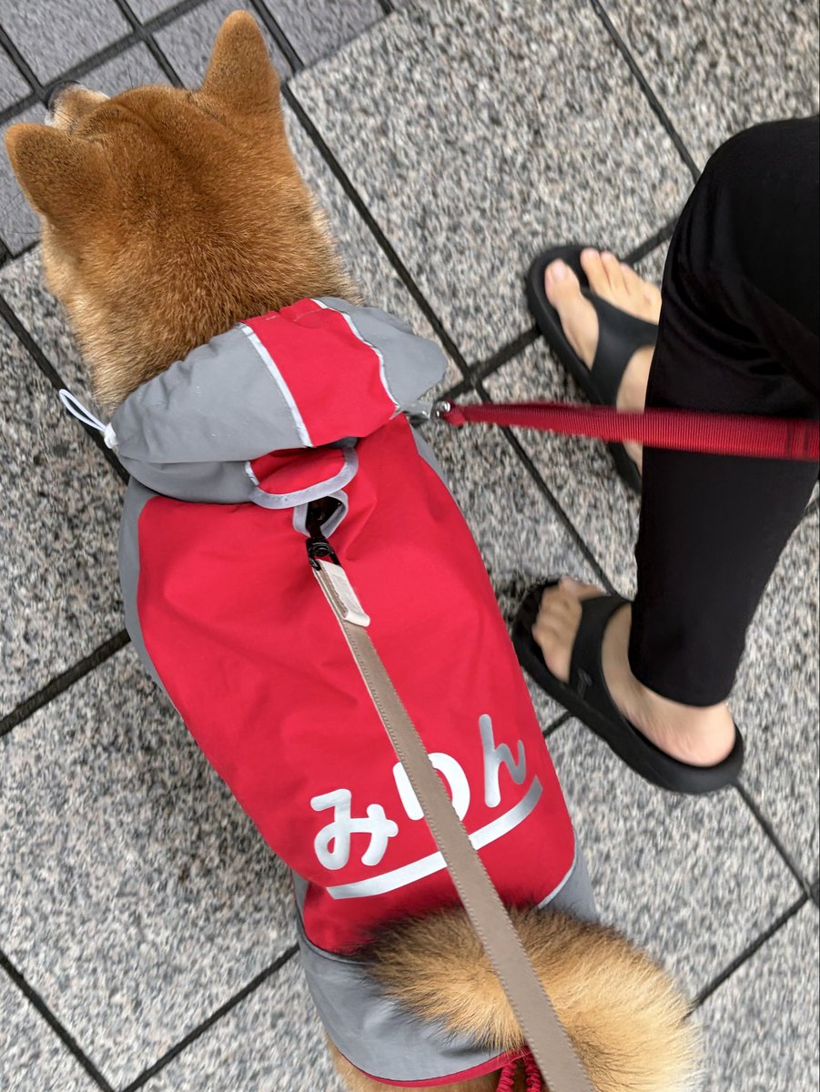 shiba_mirin's tweet photo. みりん隊長出動！🧑‍🚒 https://t.co/C0W9nmiCUG