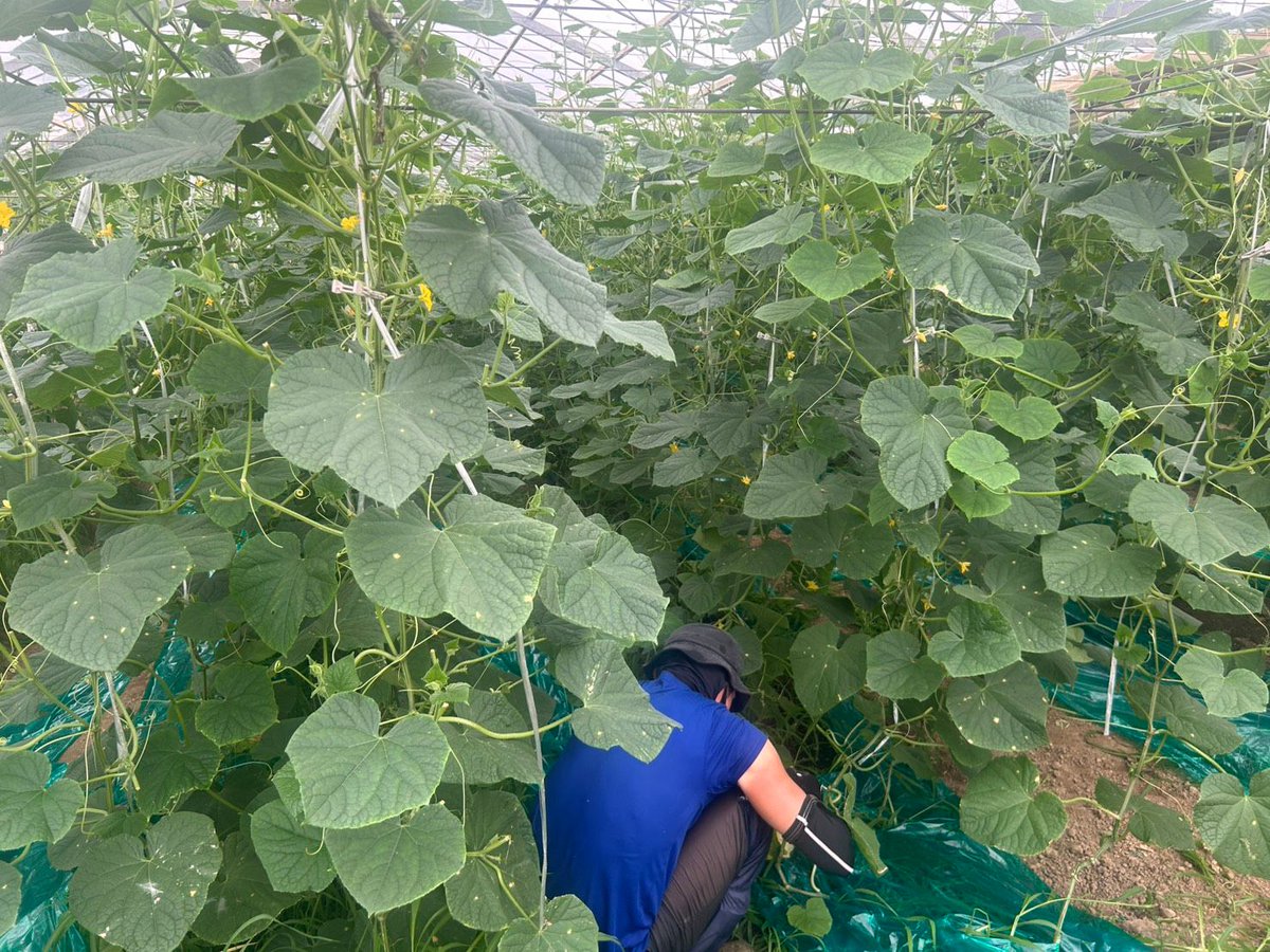 tsukaharafarm's tweet photo. 畑を歩いていたら、またひとつ小さな変化を発見🥒

毎日見ているつもりでも、野菜の成長にはいつも驚かされます。
今日も塚原農場から、きゅうりの今をお届けします。

農場のリアルをまた一枚。

#塚原農場 #きゅうり #農家の日常 https://t.co/cAKbqGiVAB