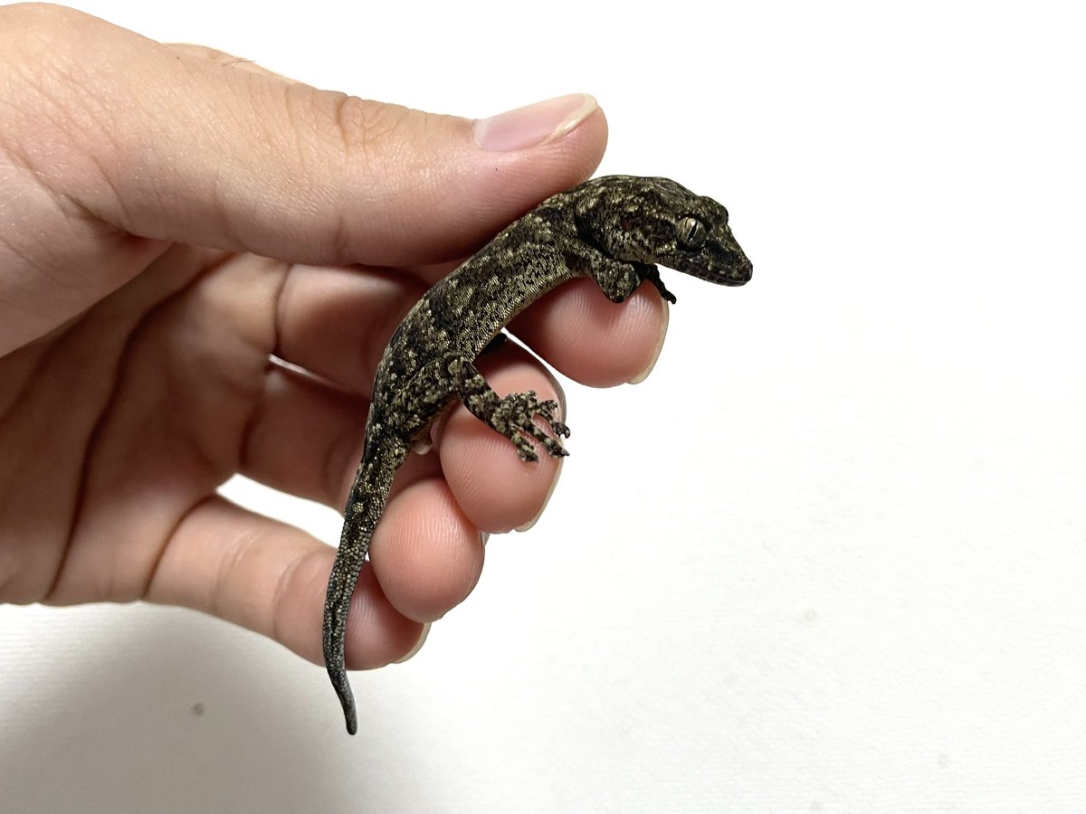 aichi_turi's tweet photo. 共にミナミヤモリと思われるGekko属のヤモリ、陸の孤島みたいな場所で(離島では無い) https://t.co/Y1kpVL96xQ
