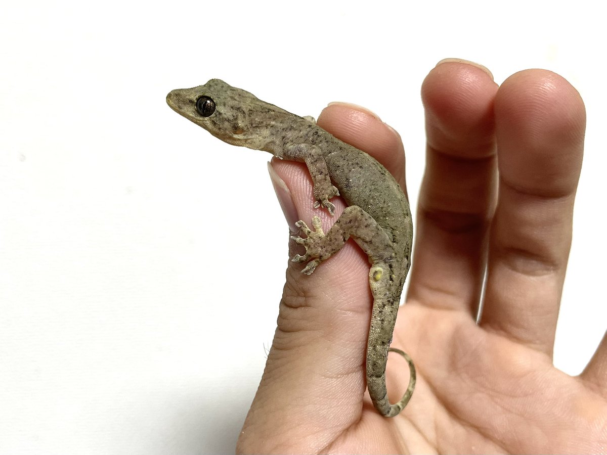 aichi_turi's tweet photo. 共にミナミヤモリと思われるGekko属のヤモリ、陸の孤島みたいな場所で(離島では無い) https://t.co/Y1kpVL96xQ