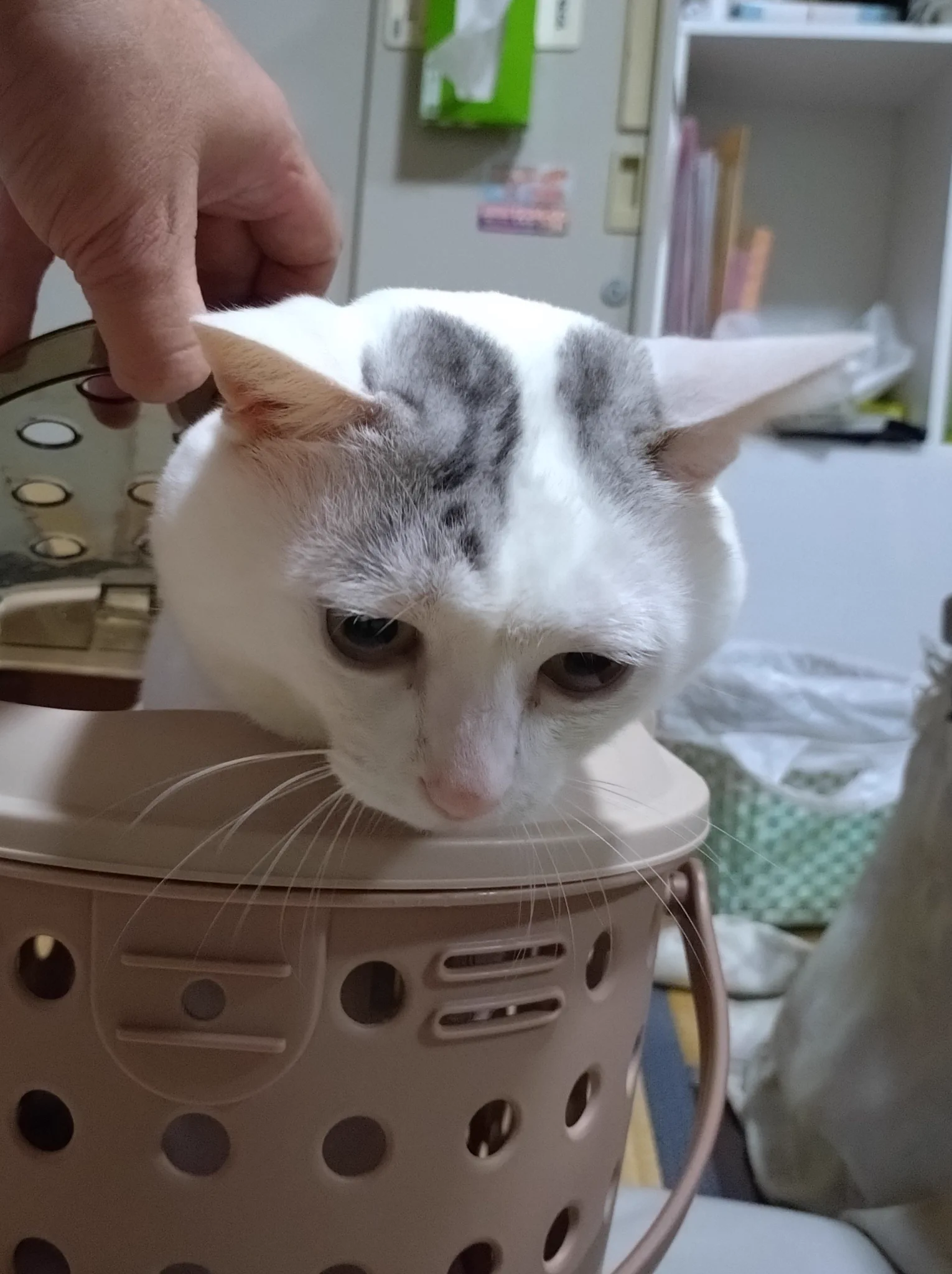 木山神社の招き猫 テン على X: 