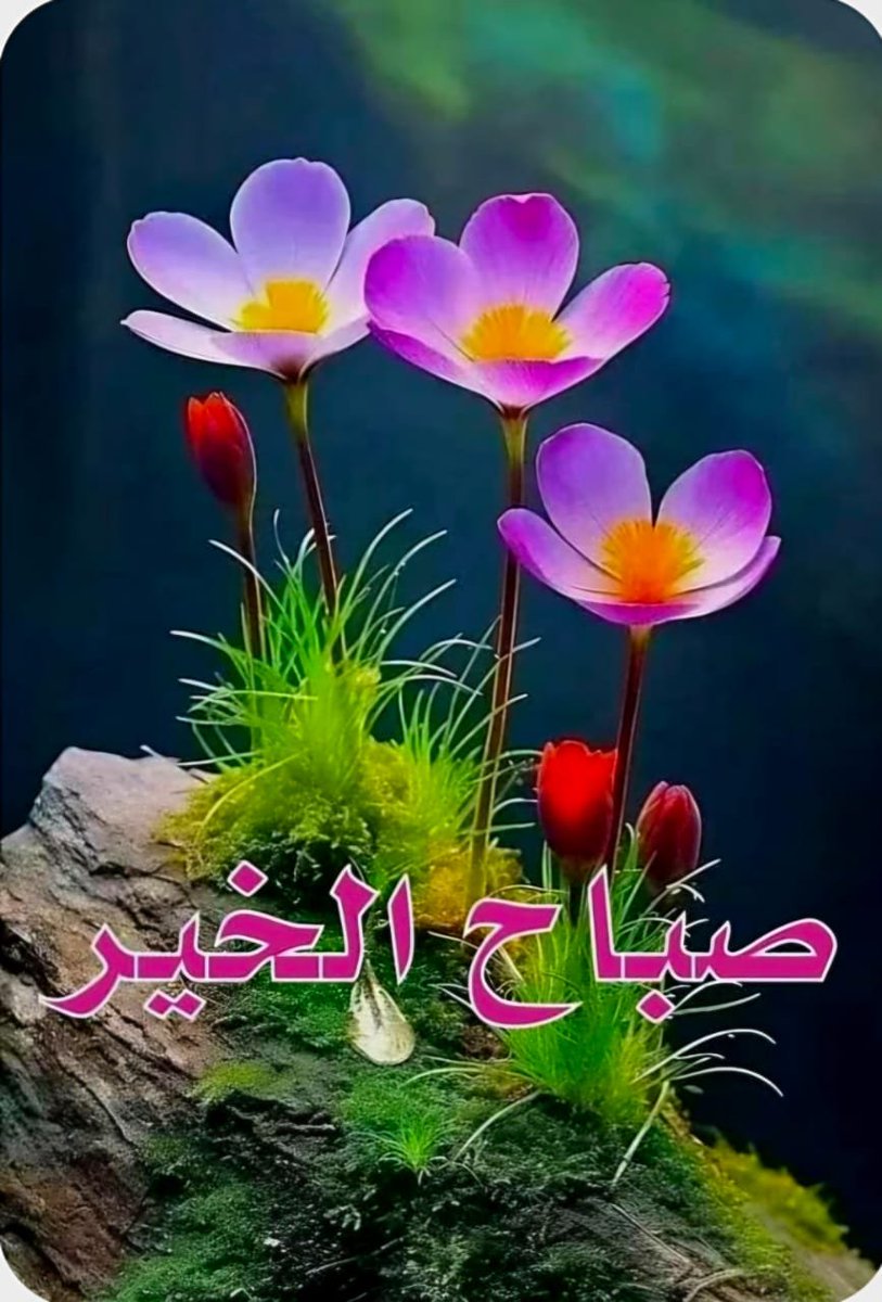 TZM_Zamzama's tweet photo. السلام علیکم ورحمۃ اللہ وبرکاتہ 

صبح بخیر 

دعا ہے کہ رب کائنات آپ اور آپ سے جڑے تمام رشتوں کو صحت و تندرستی عطا فرمائے، رزق میں خیر و برکت عطا فرمائے، سلامتی و تحفظ عطا فرمائے اور دنیا و اخرت کے ہر امتحان میں کامیابی عطا فرمائے ۔

آمین ثم آمین یا رب العالمین https://t.co/LHdDF8PKZN