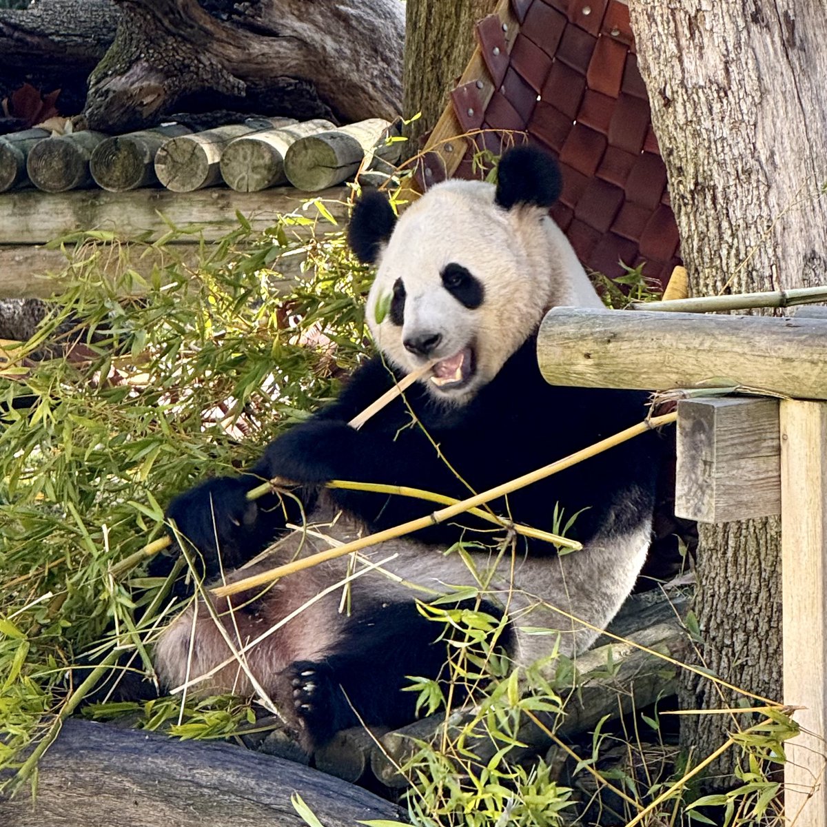 okamo_to_mami's tweet photo. 【スペインパン🐼🇪🇸】
🇺🇸アトランタに到着した話題の「麺くん」こと平平くん🐼 平平くんは雄浜の息子ですが、2年前にスペインへ渡った茱萸ちゃんも雄浜の娘。実はママ違いの同い年きょうだいです。とってもかわいい女の子です💕
#茱萸 #マドリード動物園 https://t.co/Anl4HTou2n