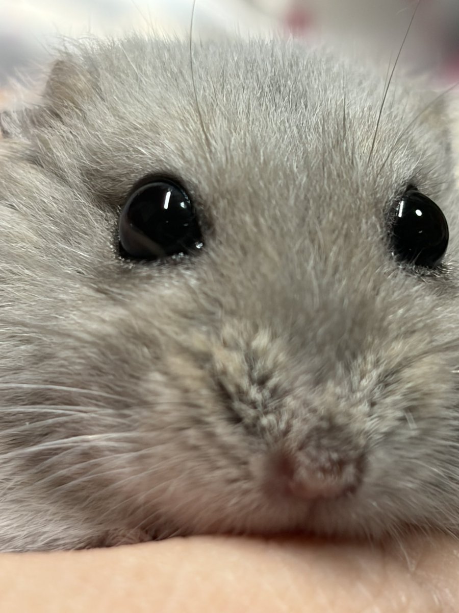 Julia_hamham's tweet photo. 本日のマニア向け https://t.co/XmtNYa04kY