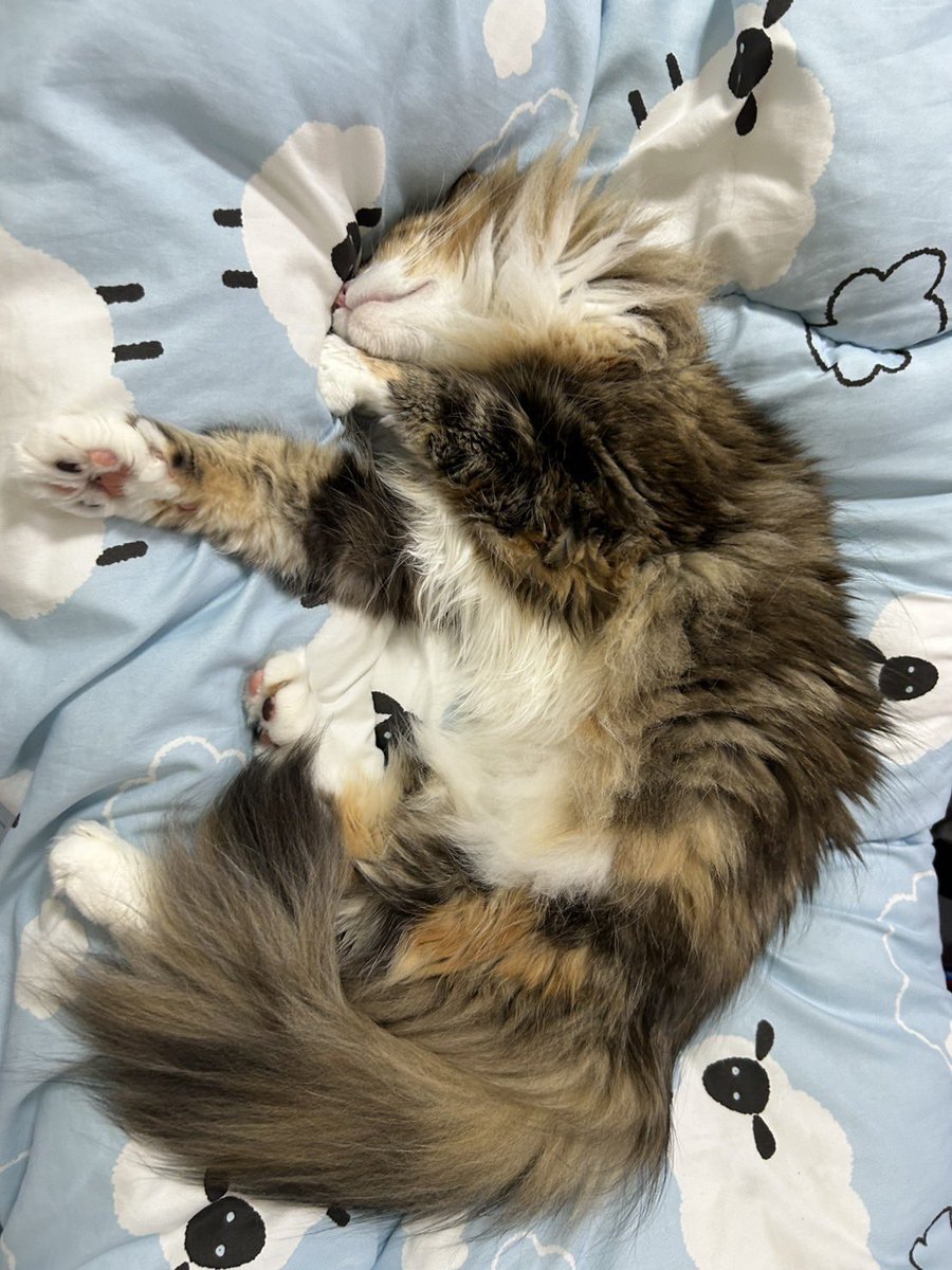 miimamakamone's tweet photo. 我が家
もはや動物園でウケる♡ https://t.co/1GZARN2q7Y