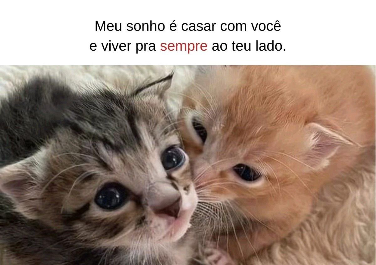 acervobichinho's tweet photo. https://t.co/YQlM9riI1P