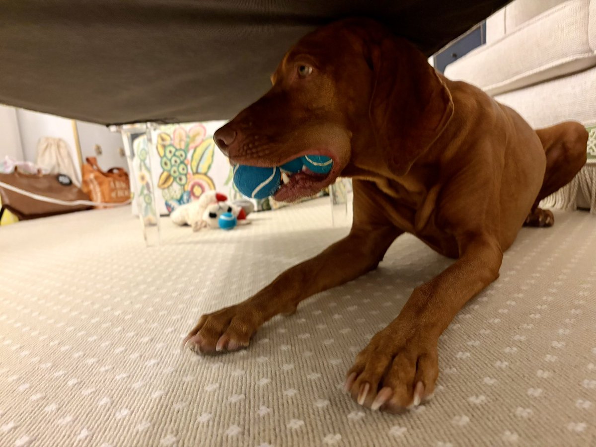 DanaPerino's tweet photo. Me hiding when I see @BillHemmer and @LawrenceBJones3 tomorrow re their teams’ results today. Who else do I have to avoid? https://t.co/LRLmMKm5C8