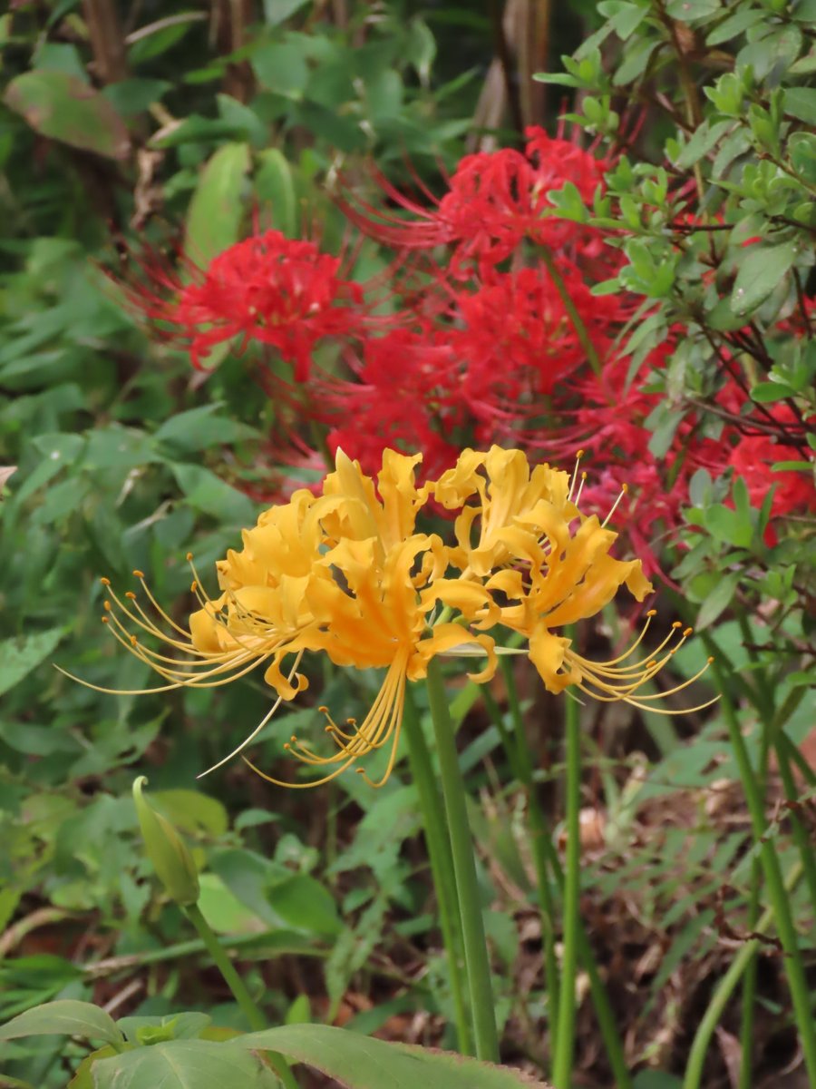 rockricefield2's tweet photo. 赤や黄色の花々。

＃ながよらいふ https://t.co/y95MBJQFvc