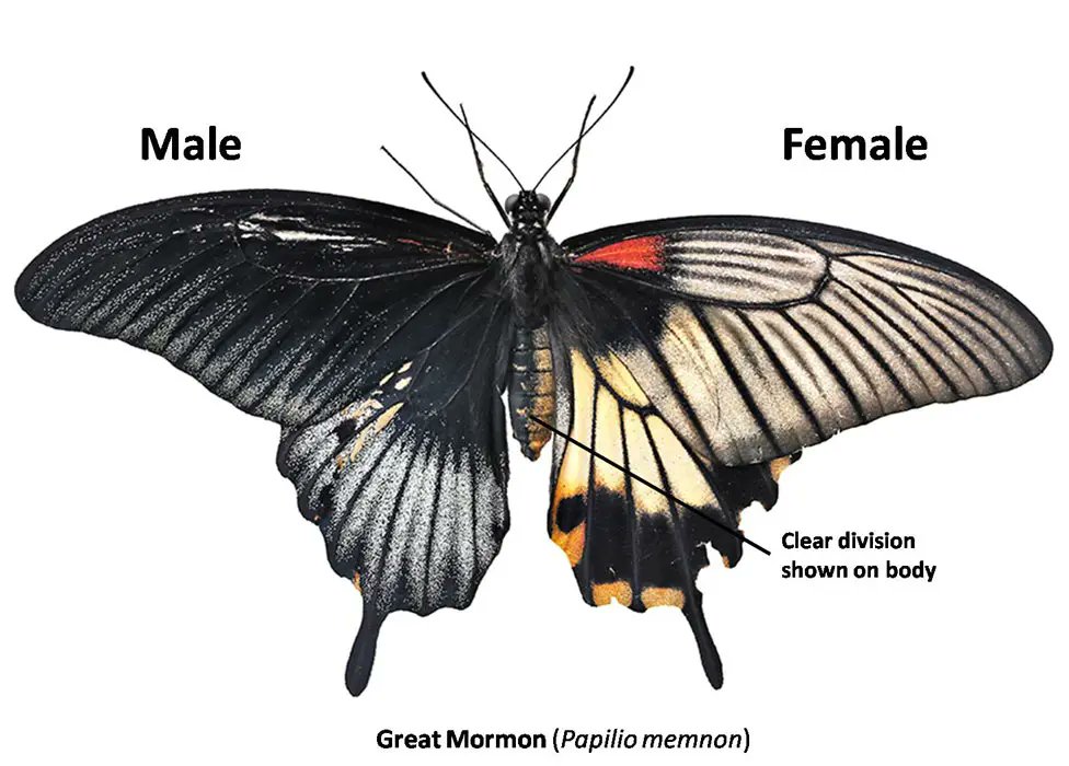 This butterfly is half male and half female

This rare phenomenon, called bilateral gynandromorphism, causes one side of the butterfly to develop male traits an