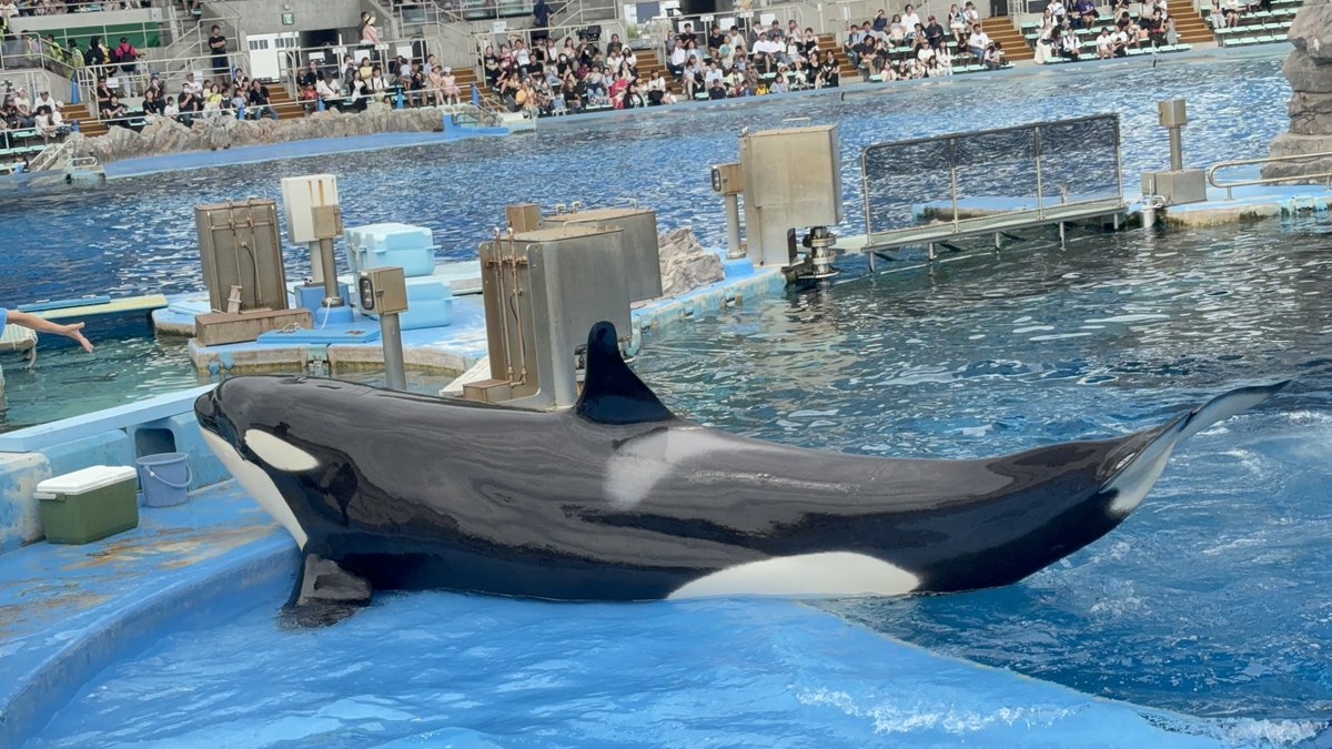 Ruku1_orc's tweet photo. リンちゃんのランディング

名古屋港水族館生まれのシャチ
リンちゃんは顎にある黒い模様がチャームポイント
#名古屋港水族館
#シャチ https://t.co/IEga78OkRc