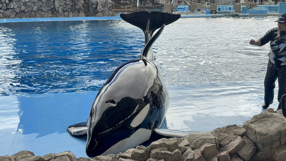 Ruku1_orc's tweet photo. リンちゃんのランディング

名古屋港水族館生まれのシャチ
リンちゃんは顎にある黒い模様がチャームポイント
#名古屋港水族館
#シャチ https://t.co/IEga78OkRc
