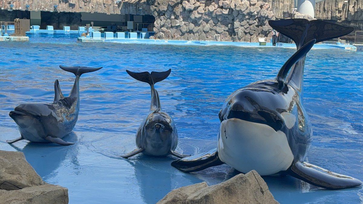 Ruku1_orc's tweet photo. リンちゃんのランディング

名古屋港水族館生まれのシャチ
リンちゃんは顎にある黒い模様がチャームポイント
#名古屋港水族館
#シャチ https://t.co/IEga78OkRc