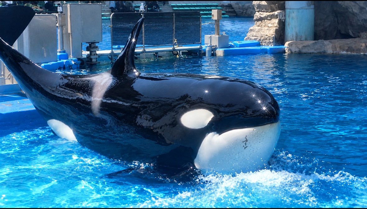 Ruku1_orc's tweet photo. リンちゃんのランディング

名古屋港水族館生まれのシャチ
リンちゃんは顎にある黒い模様がチャームポイント
#名古屋港水族館
#シャチ https://t.co/IEga78OkRc