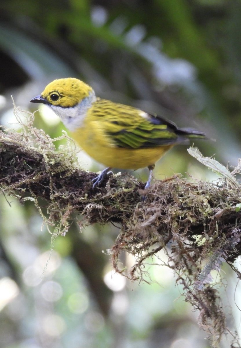 ClaraVe38418047's tweet photo. Tangara goliplateada(tangara icterocephala 09/27/26 manizales https://t.co/AiSiqxYTiQ