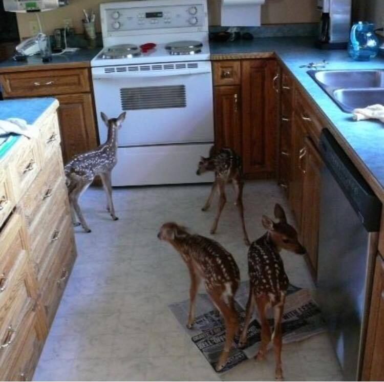 deershouldnt's tweet photo. idk if these chefs know what they're doing https://t.co/fx4BnZ6SM2