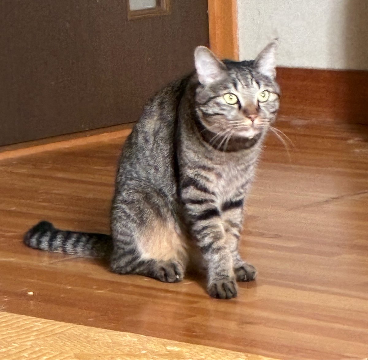 yume_201634's tweet photo. 足、直角すぎない？

#柴犬 #柴犬のいる生活 #犬のいる幸せ
#猫 #キジトラ #猫背 #きいたん https://t.co/CdTf6simDE