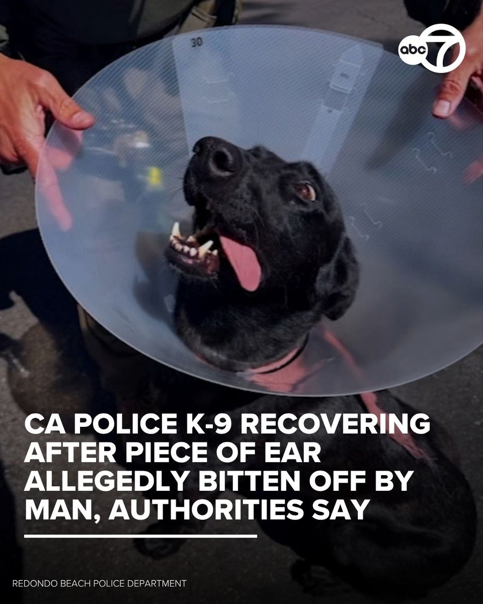 abc7newsbayarea's tweet photo. Wouter, a police K-9 from The Redondo Beach Police Department in Southern California, is recovering from his injuries after a man allegedly bit part of his ear off during a standoff. Get well soon, Wouter!

Story here: https://t.co/vROyFvqZLL https://t.co/1RSmWwZJnZ