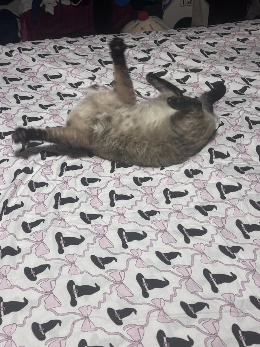 Miss_Mina2's tweet photo. @Dubflip @uckema She’s closer to 8lbs. https://t.co/TZS9JG6dRX