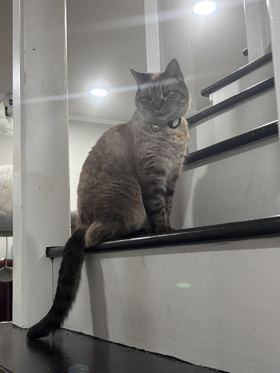 Miss_Mina2's tweet photo. @Dubflip @uckema She’s closer to 8lbs. https://t.co/TZS9JG6dRX