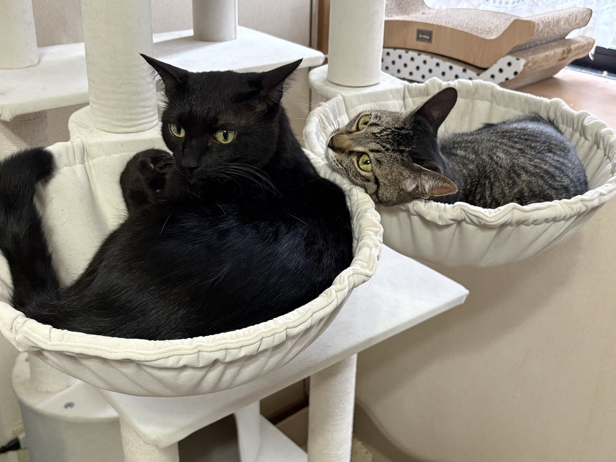 donadona195's tweet photo. ハンモックきょうだい

＃猫のいる暮らし
＃黒猫
＃キジトラ猫 https://t.co/hec3hqlmV6