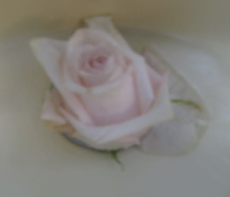 lacechokers's tweet photo. So beautiful yet so alone https://t.co/QEcyfewwO5