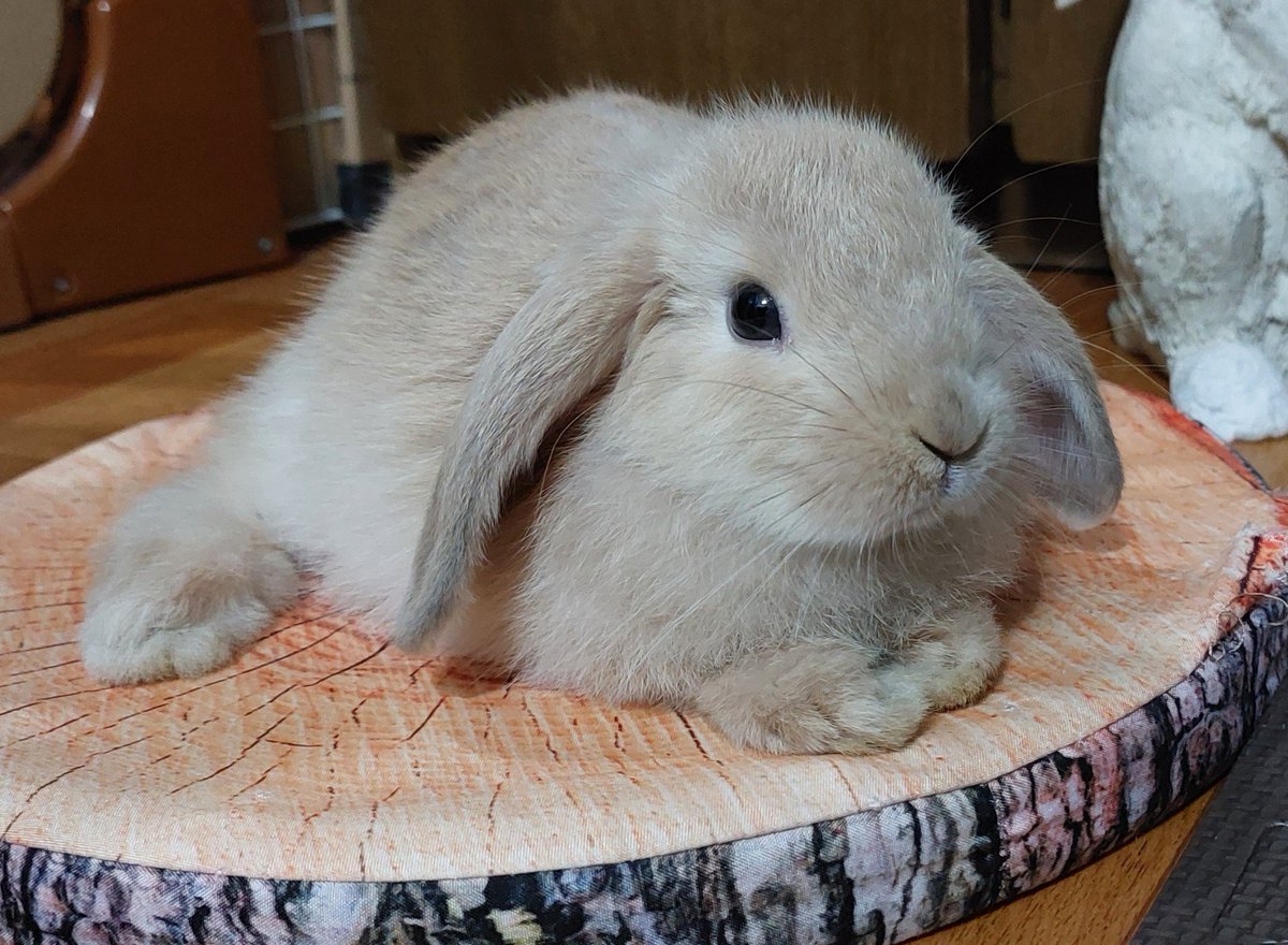 puroperakaiten's tweet photo. 🐰ごあいさつ🐰
え～2代目ぷに太郎を襲名しました本名:ぴーすけでございます。

私は遺伝で開脚症の疑いがあり、右足にその症状が出ております。

みなさまの癒しになれますよう元気に過ごしてまいります🐰
よろしくお願いいたします🙇‍♂️ https://t.co/cxZRNrKlVP