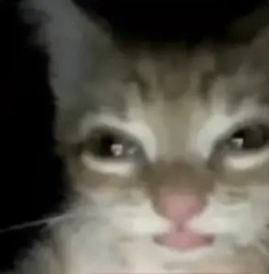 alexeytxdd's tweet photo. alexito identificándose con gatitos pt. 20.
ahora soy este: https://t.co/6Aap5wz3XE