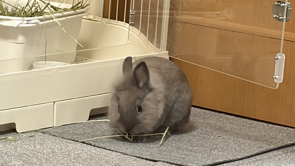 user_null_hoge's tweet photo. 思い出したかのようにチモシーポリポリ https://t.co/ARfJxHZenQ
