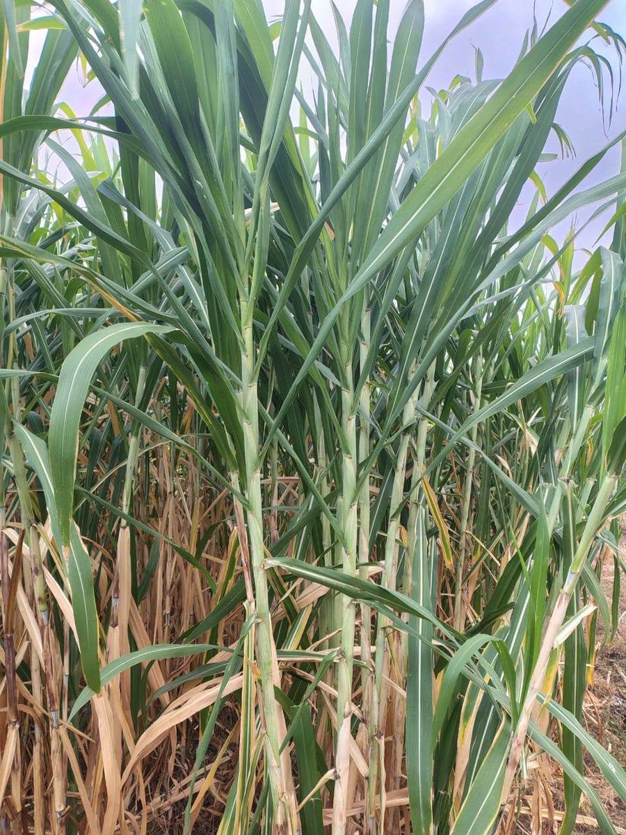 FreshDaramombe's tweet photo. Juncao Grass is High Yielding for Livestock 
Juncao Cuttings are 15c  App 071 047 2747 
We have limited Supply of these Cuttings 
Discounts for BULK buying, 1 acre or 1 ha.
#Livestock #ruralliving #agriculture 
Don't Leave Land IDLE See less https://t.co/Yuq08g0MBn