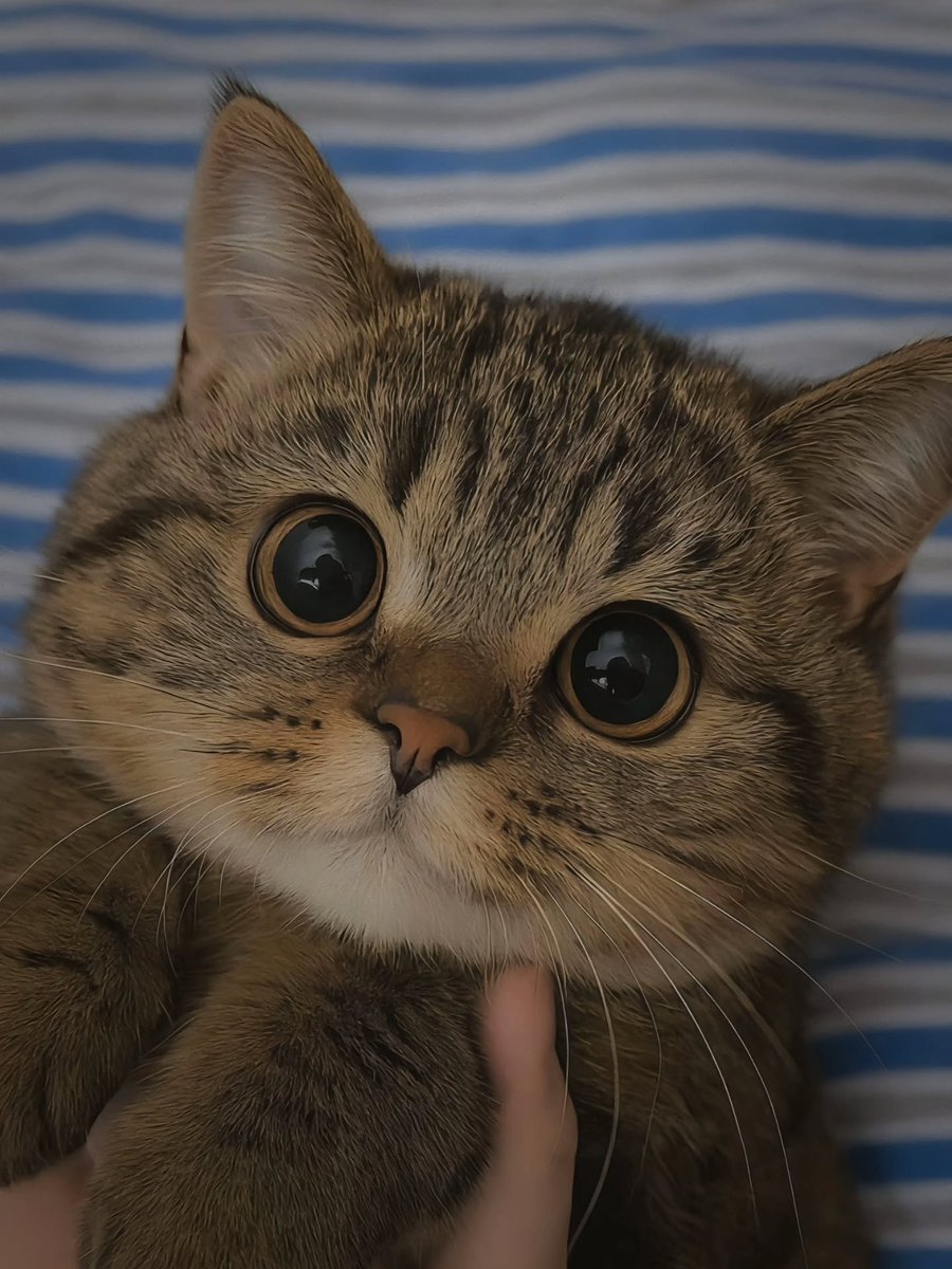 DailyCatsX's tweet photo. https://t.co/yR6gHcaMn9