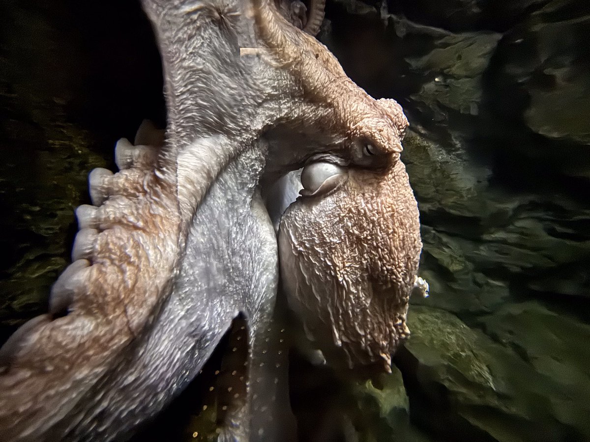 _umigatari_'s tweet photo. ミズダコのカッコイイ姿をどうぞ。
今週も元気に開館です🐙 https://t.co/TYSSZvnAKZ