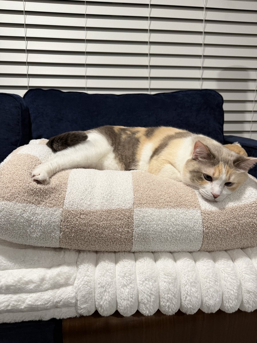 fatfatpankocat's tweet photo. Her throne is growing https://t.co/rJyXgPdeXb
