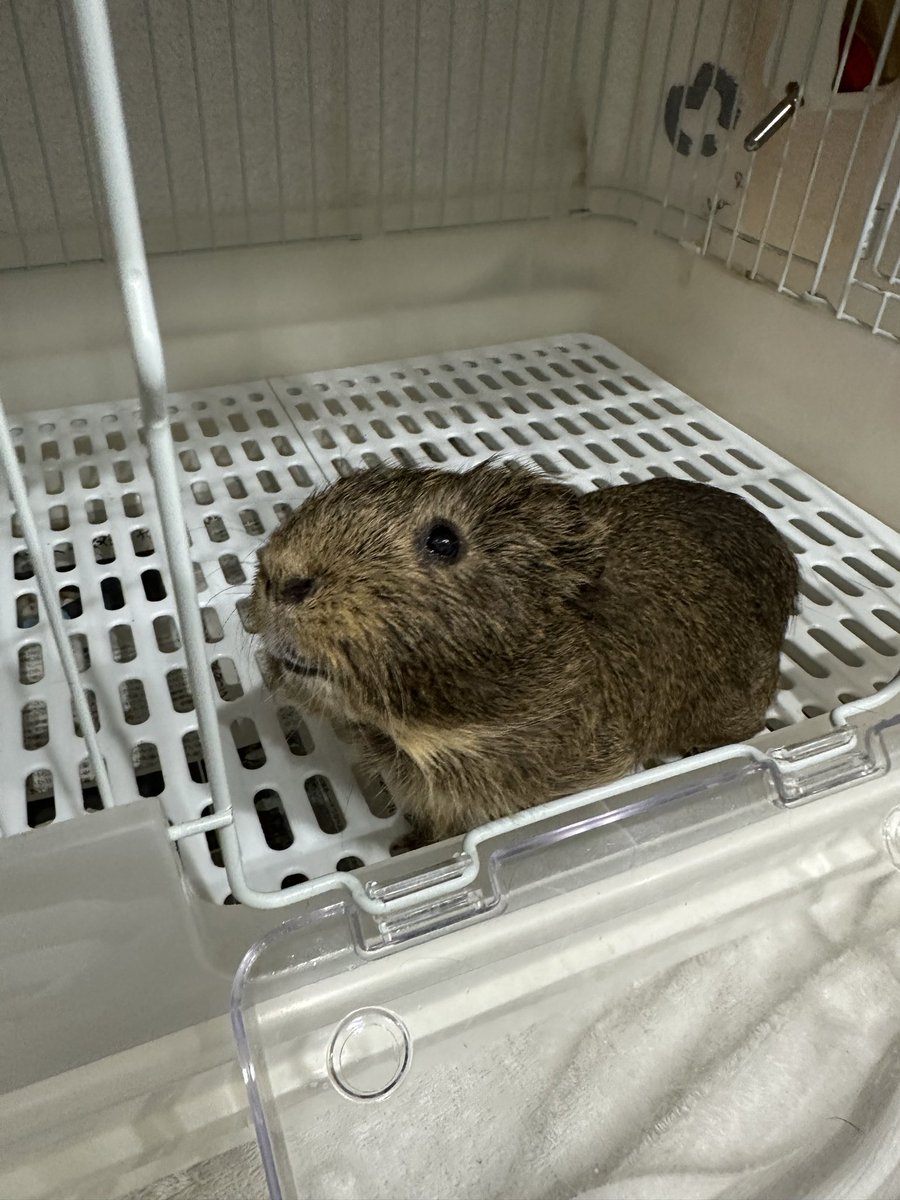 sasaki_inuneko's tweet photo. モルモットのタロ君。3歳です。
とても人慣れしています。
飼い主さんが病気療養のため飼えなくなりました、、

現在、世田谷区の犬猫譲渡センター東京支部で里親さん募集中です。
来週には広島のシェルターに移動します。
できれば、東京近郊での里親さんを募集しています。
この子に限り平日でも見学可能です。もちろんモルモットなどの小動物飼育経験者に限ります。飼育ケースも差し上げます。
詳細は、080-3055-6535佐々木まで！！