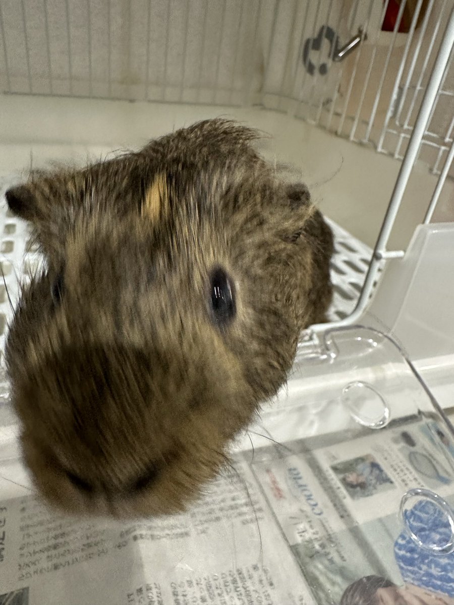 sasaki_inuneko's tweet photo. モルモットのタロ君。3歳です。
とても人慣れしています。
飼い主さんが病気療養のため飼えなくなりました、、

現在、世田谷区の犬猫譲渡センター東京支部で里親さん募集中です。
来週には広島のシェルターに移動します。
できれば、東京近郊での里親さんを募集しています。
この子に限り平日でも見学可能です。もちろんモルモットなどの小動物飼育経験者に限ります。飼育ケースも差し上げます。
詳細は、080-3055-6535佐々木まで！！