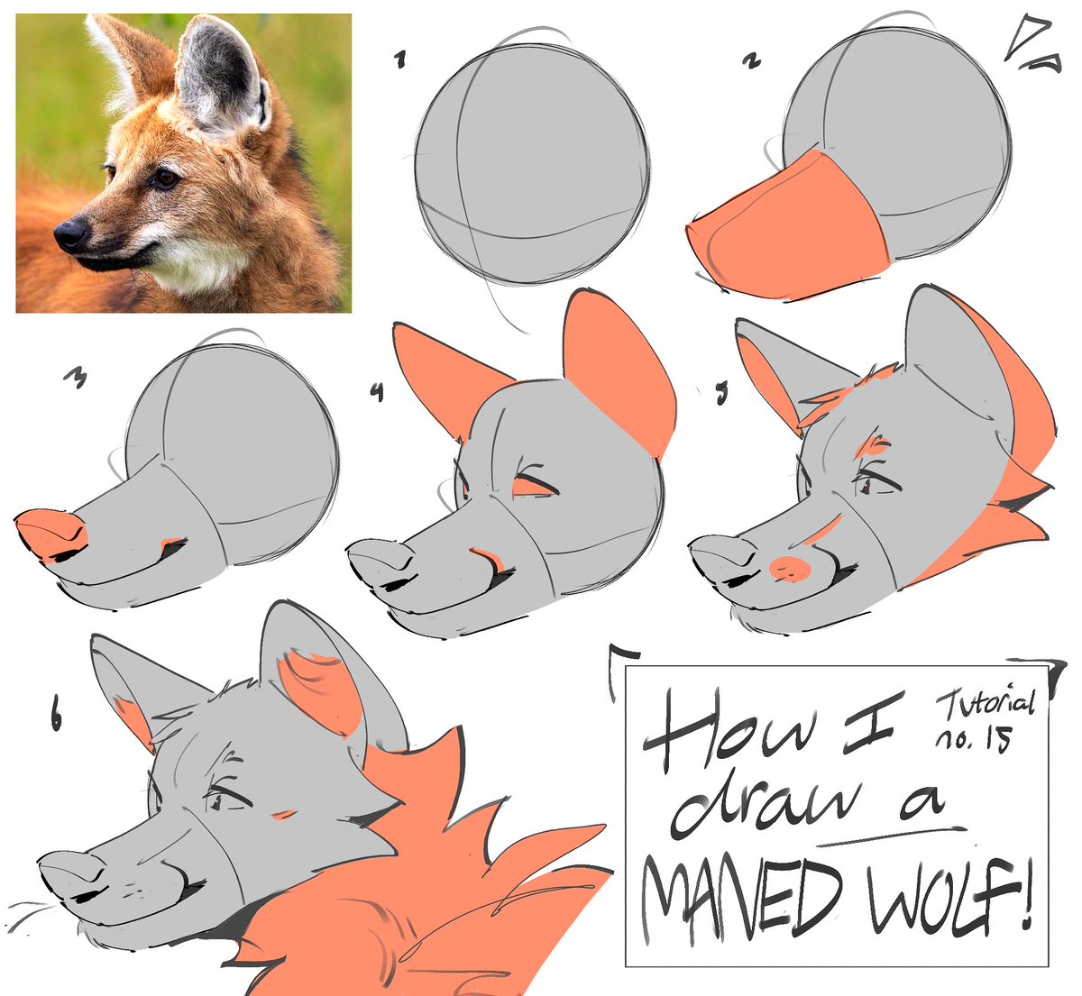 cosmicityyy's tweet photo. Another tutorial on how I draw maned wolves https://t.co/06aSoQrBGn
