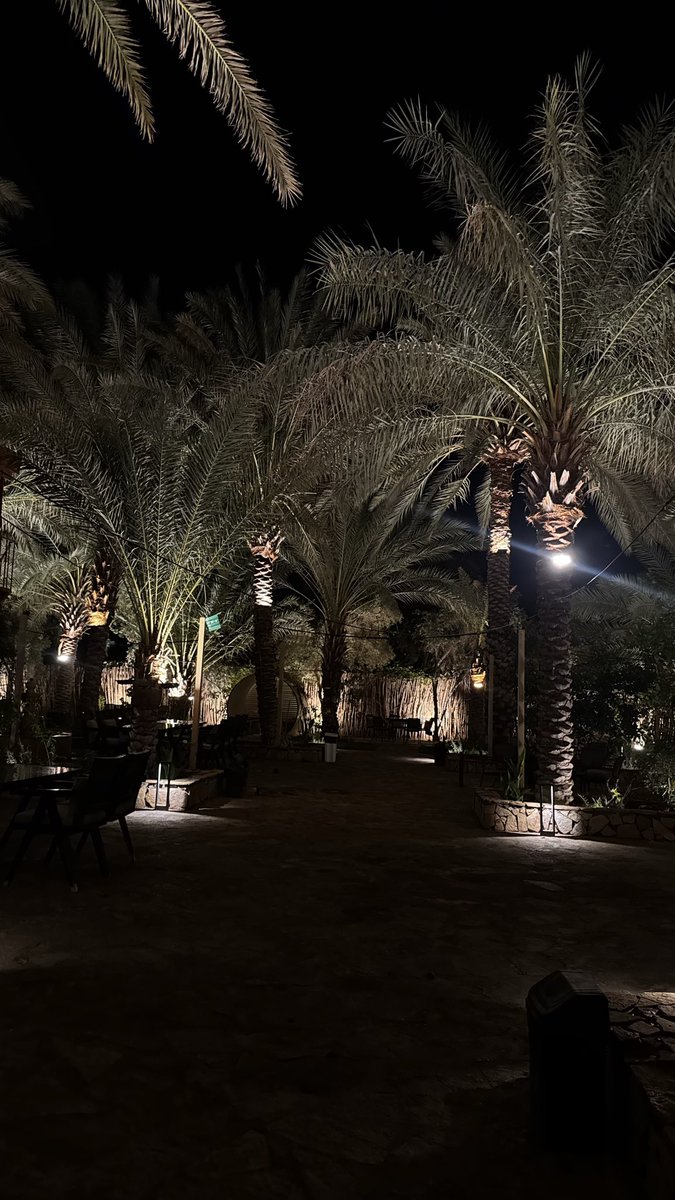 D7D6l's tweet photo. احب منظر النخل🌴🌴 https://t.co/kc0iC0ja6k