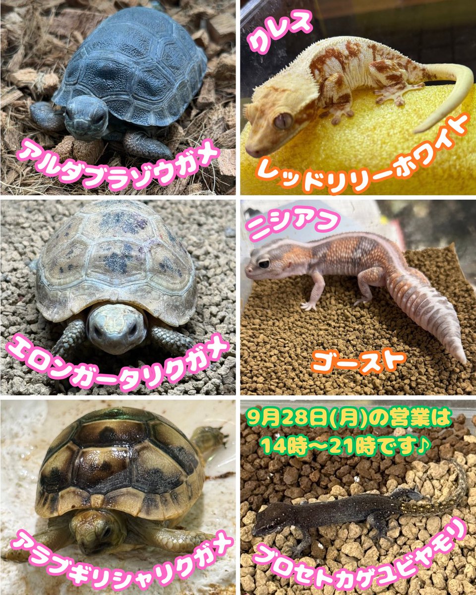 MqReptile's tweet photo. #海水魚 #爬虫類 #小動物 #アクアショップMQ #MQ #尼崎 https://t.co/UqqTzqyKuQ