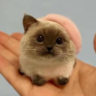 kaddledev's tweet photo. #NewProfilePic https://t.co/MOgEb0WwNt