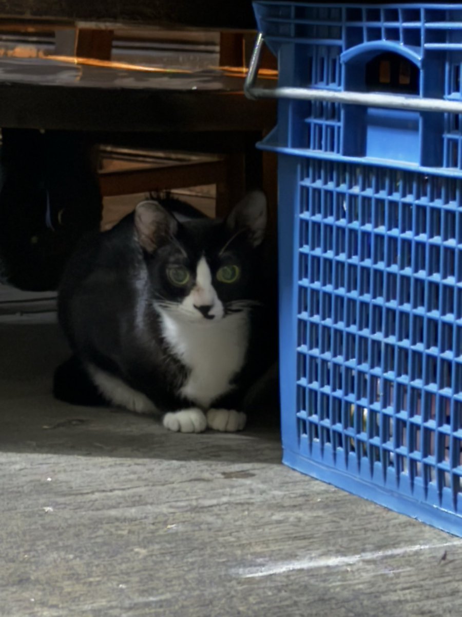 vvvvbubble's tweet photo. 久違的見面，回到菜市場烤肉，見到菜市場🐱 https://t.co/fjyXPygpZq