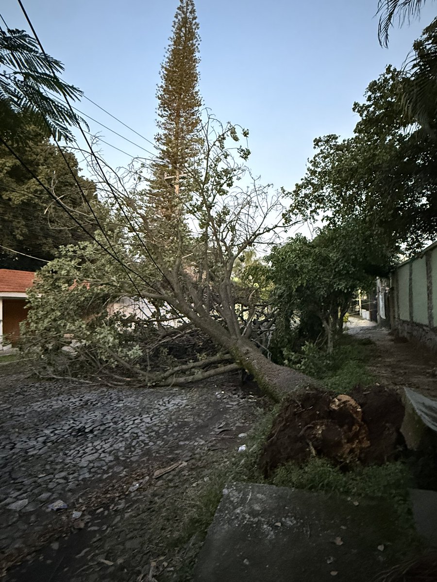 oscarcaballero's tweet photo. @Linea_Zapopan @PoliciaZapopan  apoyo para atender arbol caido en colonia las fuentes. Circunvalacion norte 85a. Esquina la calma. https://t.co/mqHG4bQ3Ql