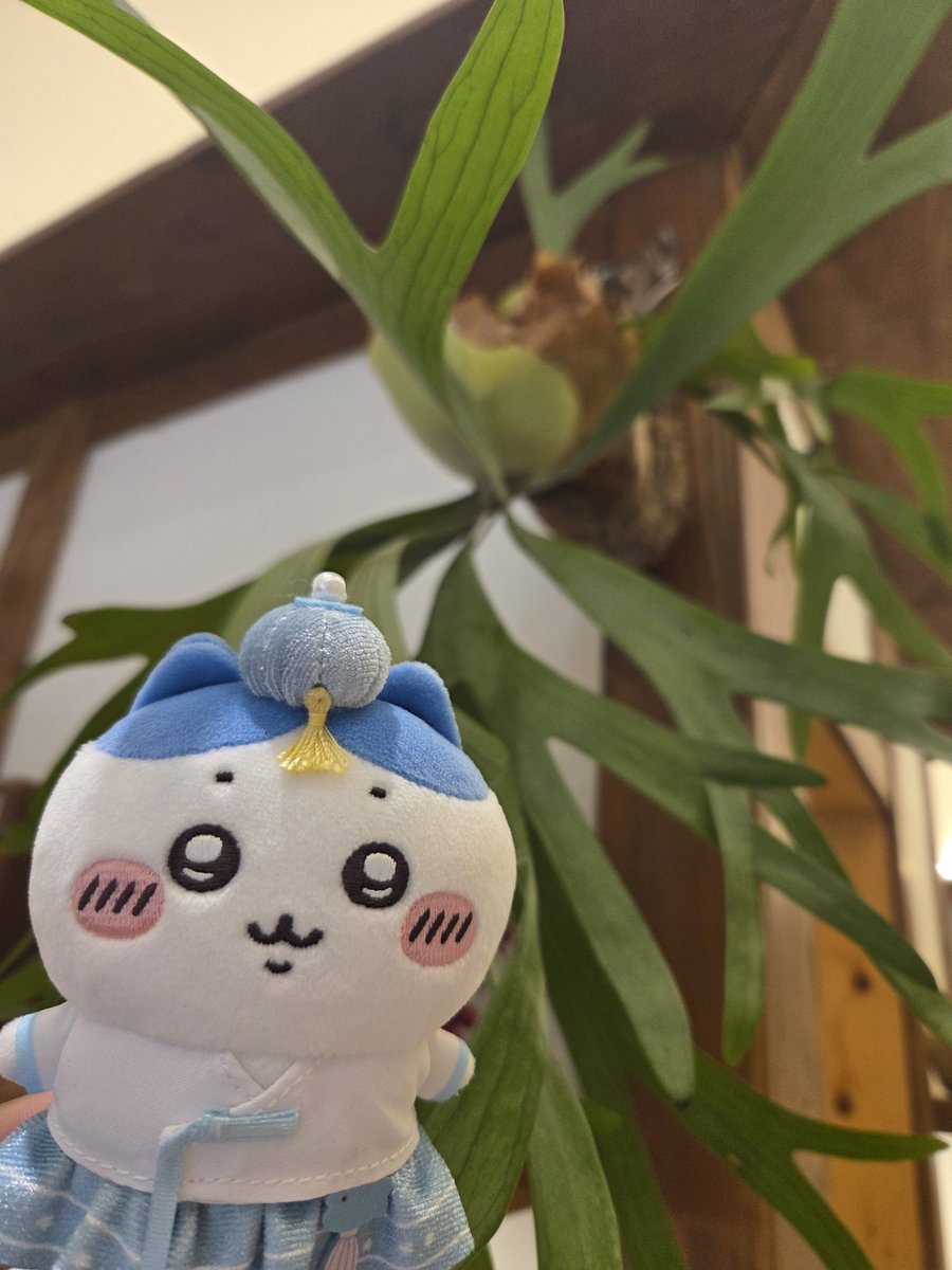 mm_mv00's tweet photo. 추석은 끝났지만..
아쉬운 마음에 오늘 출근은 한복 하치랑!🩵💙 https://t.co/ue9zflfgRq