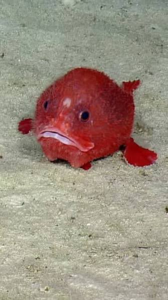 q_s_wfddkilrxx's tweet photo. fish☺️☺️☺️☺️
#fish #awe #cutefish #woah #okimsonotseriousaboutthisillleave https://t.co/sxbwBXshzf