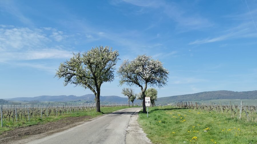 Fer8115's tweet photo. #pfalz #naturliebe #wandern #wandernmachtglücklich
#pfalzliebe

Cameraroll of Today. The second Picture is very Special. I haven’t seen this bevor. Take a Look at the second Picture and tell me, what do You See? On an iPhone you can easily Zoom in! https://t.co/oAChhvSy9Z