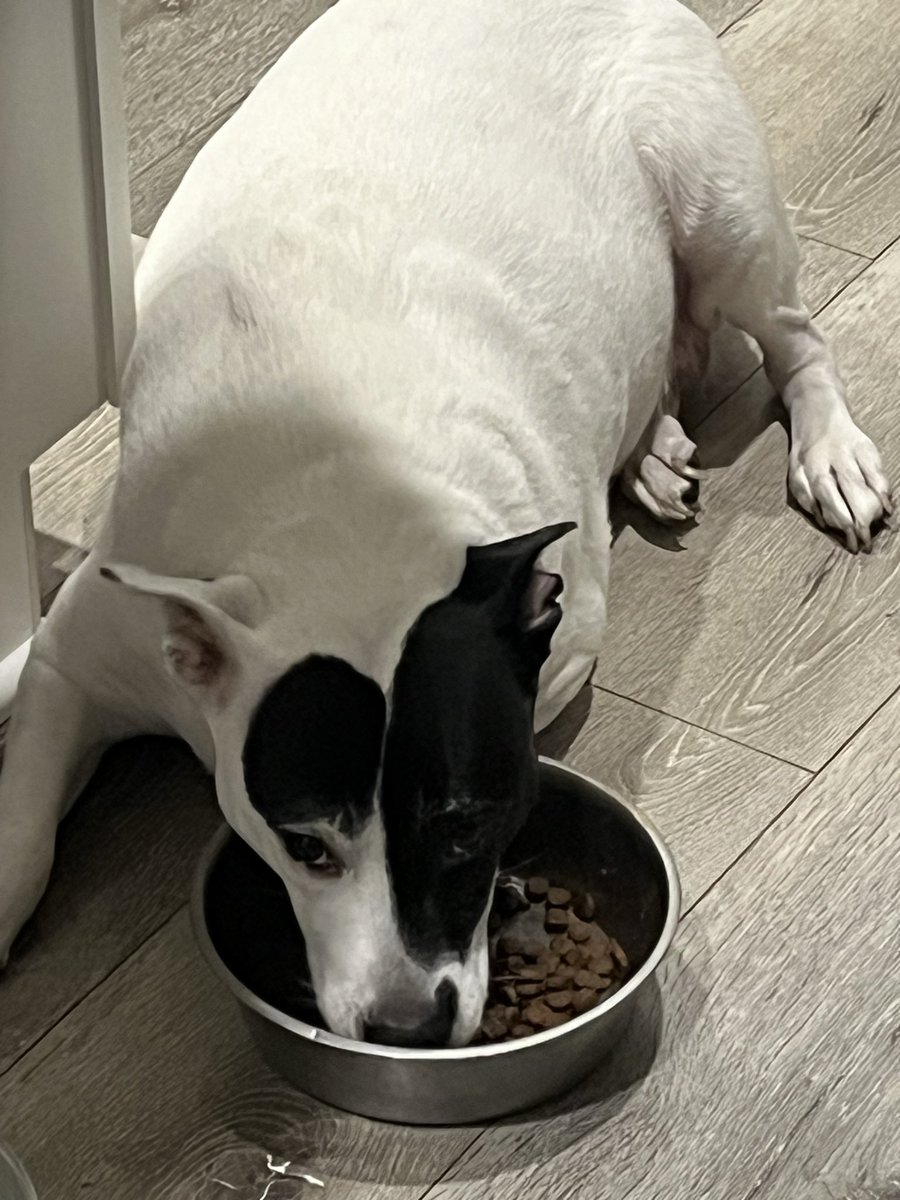 copy_crow's tweet photo. @LUvvUcy Ever since my dog discovered she can eat while laying down, she does it almost every time https://t.co/uFfT74BQbd