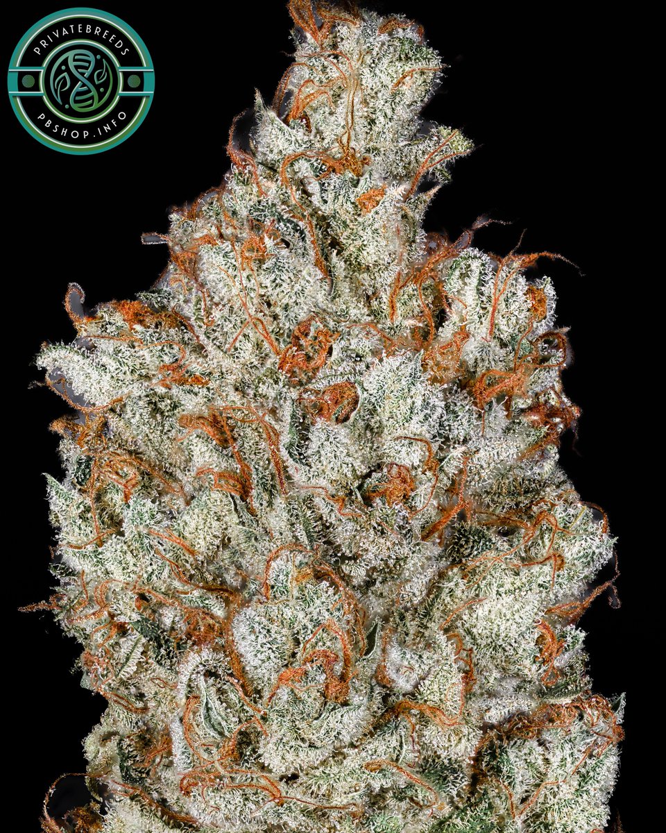 Privatebreeds's tweet photo. (Triangle Kush x Lemon Tree) x Garlic Chem

Extreme lemon OG mom. Garlic Chem pollen stays quiet on smell so that lemon OG leads. Grow into trees. Christmas tree frames, no staking. Hits the head hard.

Mom from @humboldt_csi. Garlic Chem is GMO x Chem 91 Skunk VA bx1. 26%+ THC and 5.3% terps on the cut I reversed. Finishes around 9 weeks.

Feel free to repost if you enjoy my work.