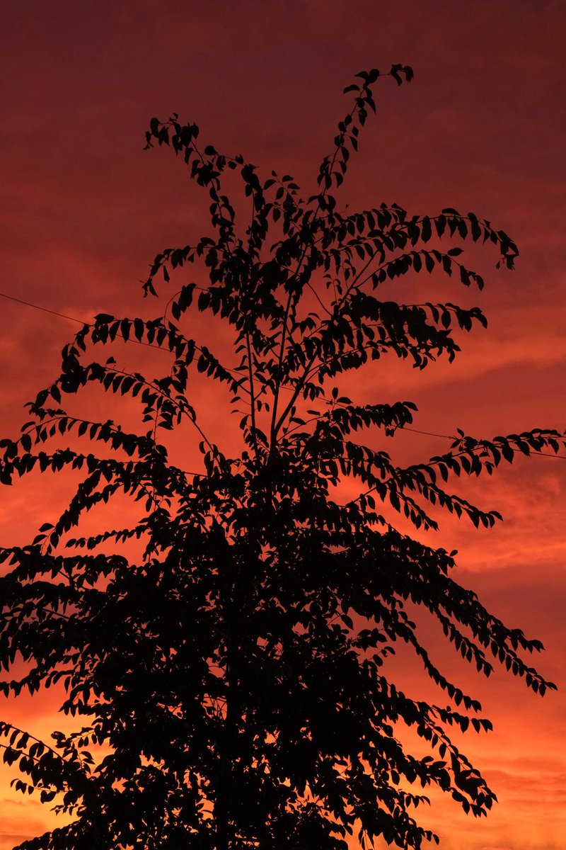 DarrenChen528's tweet photo. Sky Photography Challenge: Silhouette
The sky burned itself out.
The tree did not.
The last fire stayed in the leaves
and refused to leave.
No AI.
Real sky.
Real light.
#SkyPhotographyChallenge #Silhouette #LastLight #NoAI #Fujifilm https://t.co/Ll6VV1SzLY
