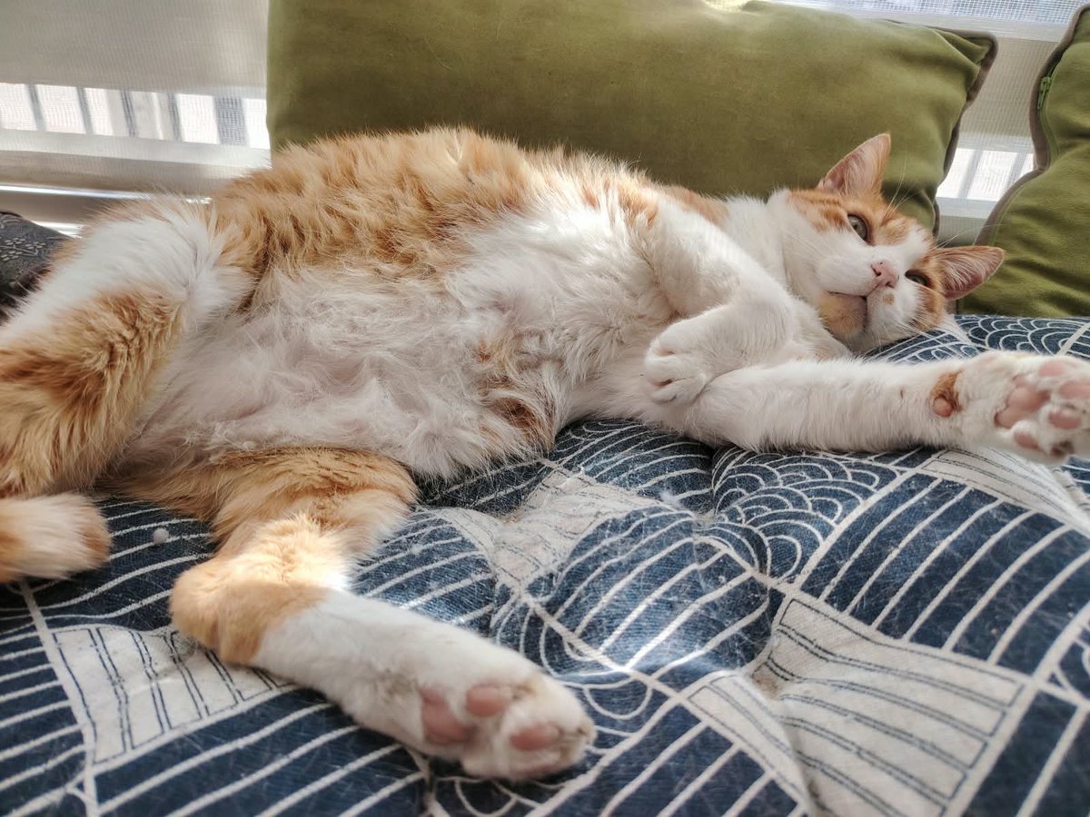 Ultralin651's tweet photo. 🐈❤️ https://t.co/S0sGDJbelA