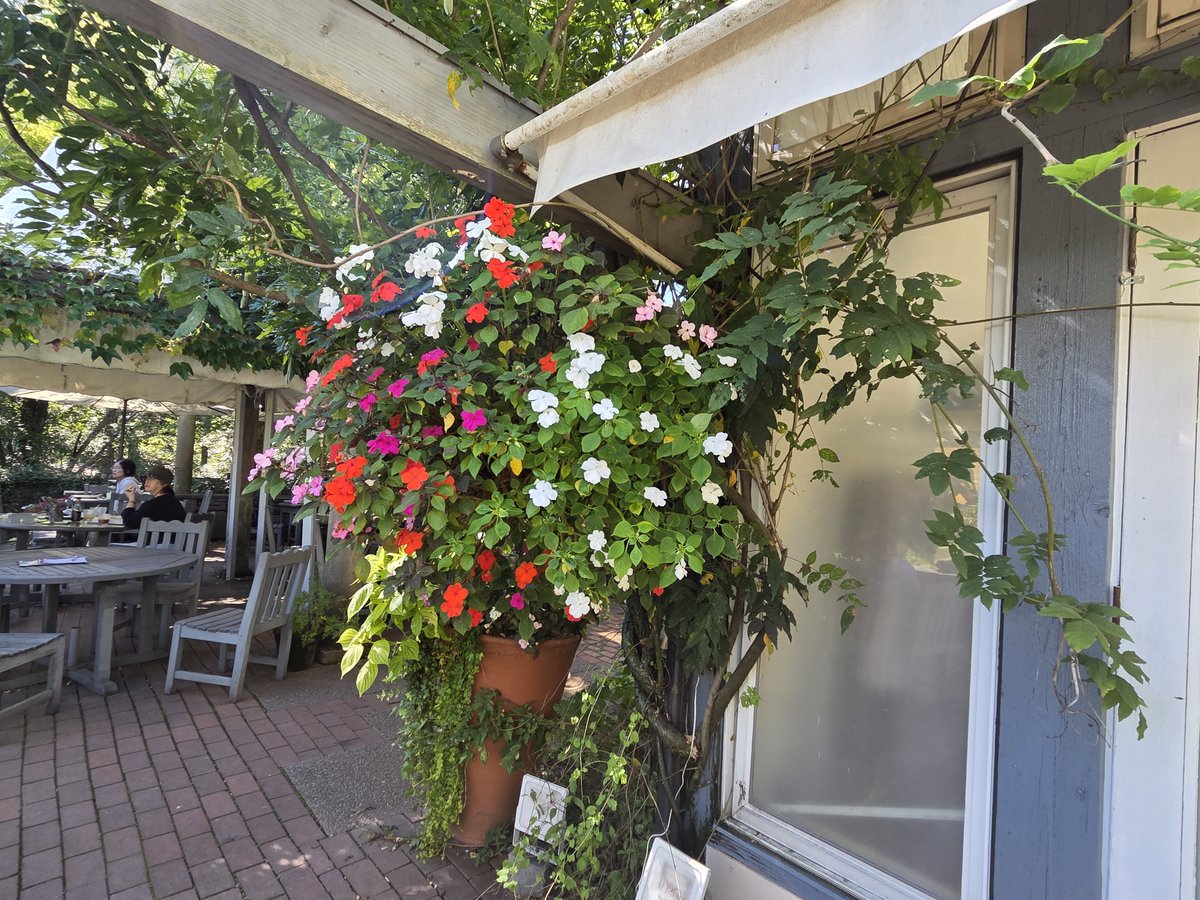 BjDpSS9Zzv99322's tweet photo. 数日前のイングリッシュガーデンの寄せ植え https://t.co/XdrAIxWnUv