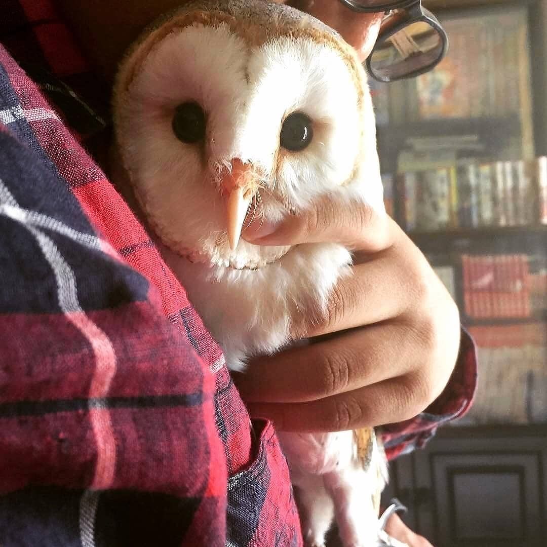 OwlEveryDay's tweet photo. https://t.co/sH3DdXzxT2